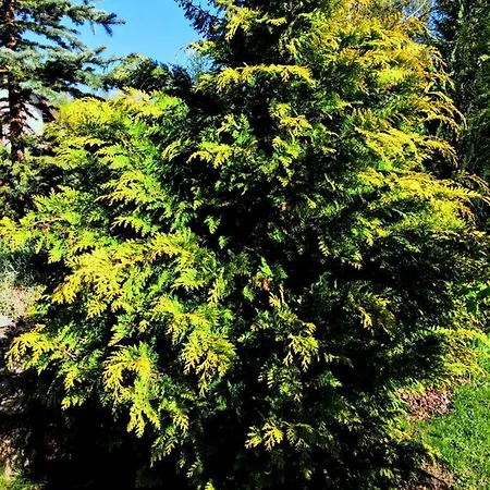 Appartamento Omiljeni *