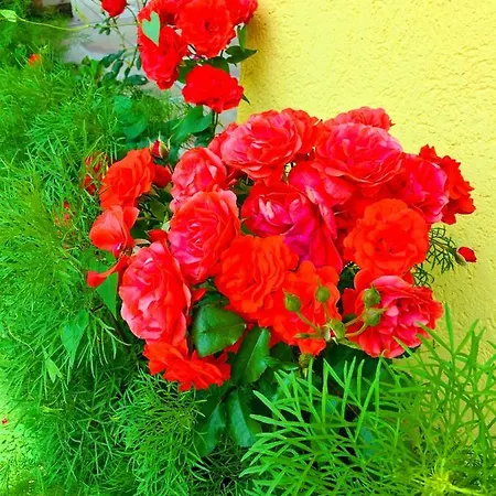 Omiljeni Appartamento