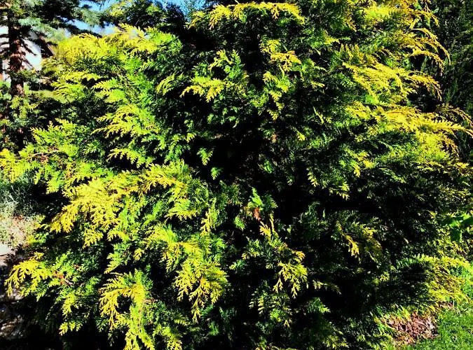 Lägenhet Omiljeni *